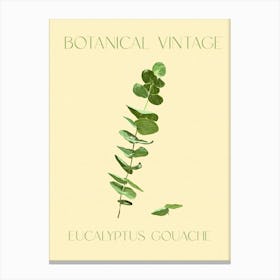 Botanical Vintage Eucalyptus Canvas Print