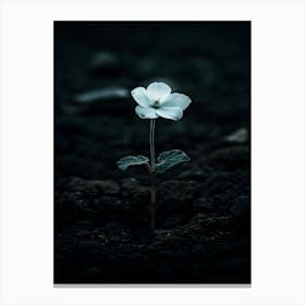 White Flower In The Dark 25 Canvas Print