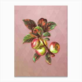 Vintage Apple Botanical Art on Crystal Rose n.0975 Canvas Print