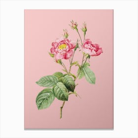 Vintage Anemone Centuries Rose Botanical on Soft Pink n.0499 Canvas Print
