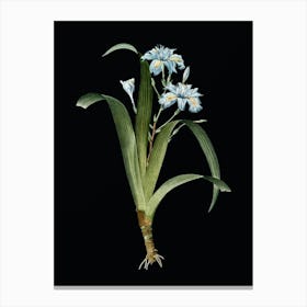 Vintage Iris Fimbriata Botanical Illustration on Solid Black n.0430 Canvas Print