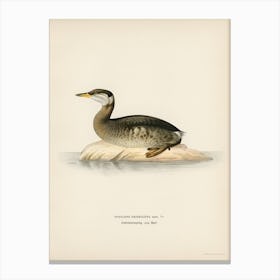 Young Red Necked Grebe (Podiceps Grisegena), The Von Wright Brothers Canvas Print