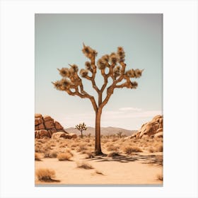  Photograph Of A Joshua Tree In Rocky Mountains 3 Canvas Print