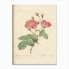 Rose Illustration, Pierre Joseph Redoute (95) Canvas Print