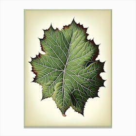 Sycamore Leaf Vintage Botanical 4 Canvas Print