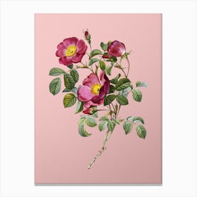 Vintage Rose of Love Bloom Botanical on Soft Pink n.0376 Canvas Print
