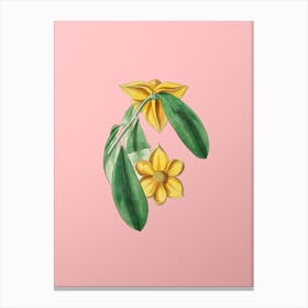 Vintage Laurel Leaved Custard Apple Branch Botanical on Soft Pink n.0670 Canvas Print