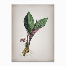 Vintage Koemferia Longa Botanical on Parchment n.0808 Canvas Print