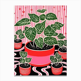 Pink And Red Plant Illustration Fittonia White Anne 1 Canvas Print