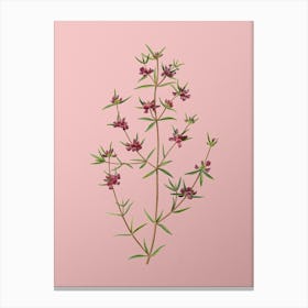 Vintage Heath Mirbelia Branch Botanical on Soft Pink n.0483 Canvas Print