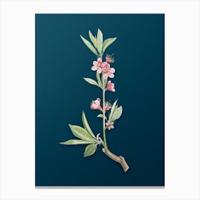 Vintage Pink Flower Branch Botanical Art on Teal Blue n.0365 Canvas Print