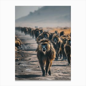 Herd Of Baboons Canvas Print