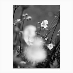 Wild Swedish flowers. Canvas Print