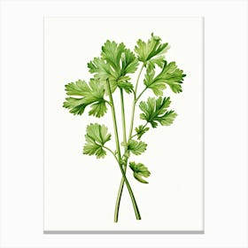 Cilantro Vintage Botanical Herbs 2 Canvas Print