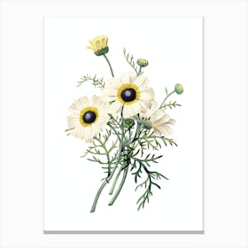 Vintage Chrysanthemum Botanical Illustration on Pure White n.0126 Canvas Print
