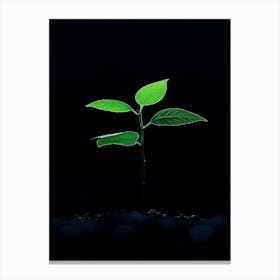 Young Plant Sprouting In The Dark Canvas Print