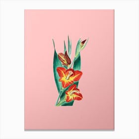 Vintage Parrot Gladiole Flower Botanical on Soft Pink n.0128 Canvas Print