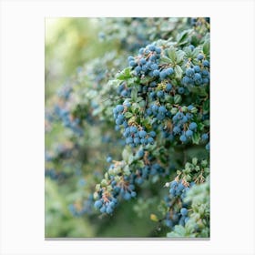 Blueberry Bush green and blue | Scotland Highlands Canvas Print
