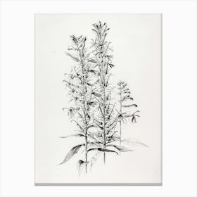 Sassafras 1 Canvas Print