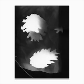 Black And White Pine Cones Photogram Canvas Print