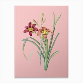 Vintage Orange Day Lily Botanical on Soft Pink n.0143 Canvas Print