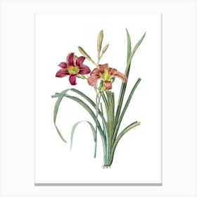 Vintage Orange Day Lily Botanical Illustration on Pure White n.0224 Canvas Print