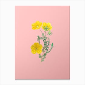 Vintage Long Stalked Ledocarpum Botanical on Soft Pink n.0868 Canvas Print