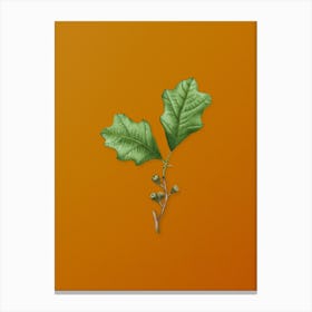 Vintage Bear Oak Leaves Botanical on Sunset Orange n.0837 Canvas Print