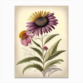 Echinacea Spices And Herbs Retro Drawing 1 Canvas Print