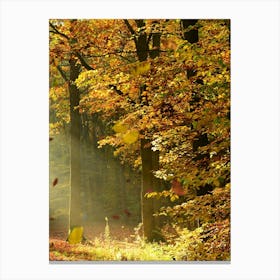 Autumn Leaves In The Forest 2 Canvas Print