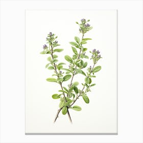 Thyme Vintage Botanical Herbs 1 Canvas Print