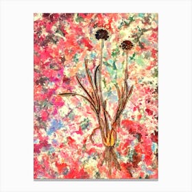 Impressionist Allium Carolinianum Botanical Painting in Blush Pink and Gold n.0031 Canvas Print