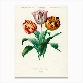 Didier's Tulip (Tulipa Gesneriana), Charles Dessalines D'Orbigny Canvas Print