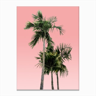 Palm Trees on Pink Canvas Print