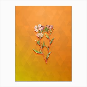 Vintage Pale Amaryllis Botanical Art on Tangelo n.0730 Canvas Print