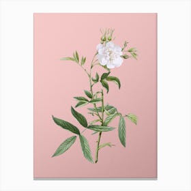 Vintage White Rose of York Botanical on Soft Pink n.0025 Canvas Print