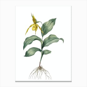 Vintage Ladys Slipper Orchid Botanical Illustration on Pure White Canvas Print