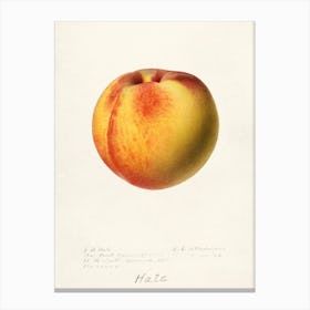 Peach, Royal Charles Steadman Canvas Print