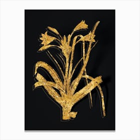 Vintage Malgas Lily Botanical in Gold on Black n.0166 Canvas Print