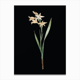 Vintage Gladiolus Cuspidatus Botanical Illustration on Solid Black n.0502 Canvas Print