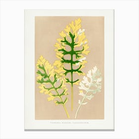 Vintage Botanical _2643228 Canvas Print