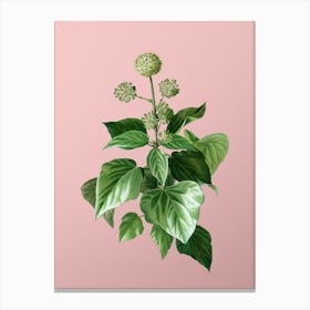 Vintage Common Ivy Botanical on Soft Pink n.0762 Canvas Print