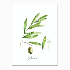 Green Olive Canvas Print