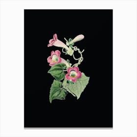 Vintage Blushing Lophospermum Flower Botanical Illustration on Solid Black n.0163 Canvas Print