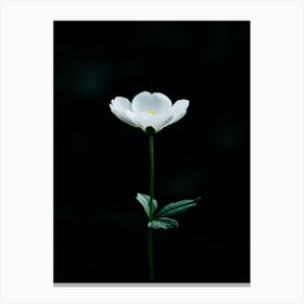 White Anemone Flower 3 Canvas Print