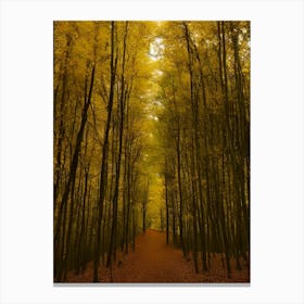 Autumn Forest 68 Canvas Print