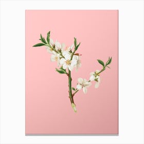 Vintage Almond Tree Flower Botanical on Soft Pink n.0105 Canvas Print
