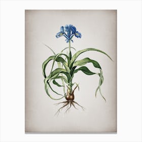 Vintage Iris Scorpiodes Botanical on Parchment n.0859 Canvas Print
