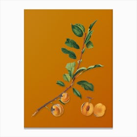 Vintage Apricot Botanical on Sunset Orange n.0259 Canvas Print