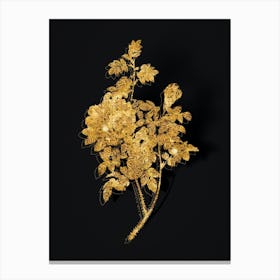 Vintage Ventenat's Rose Botanical in Gold on Black n.0273 Canvas Print